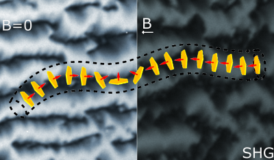 Multiferroic Liquids: Ferroelectric and Ferromagnetic Order in a Hybrid Nanoparticle-Liquid Crystal System