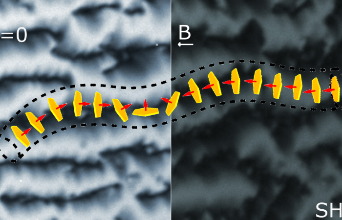 Multiferroic Liquids: Ferroelectric and Ferromagnetic Order in a Hybrid Nanoparticle-Liquid Crystal System 